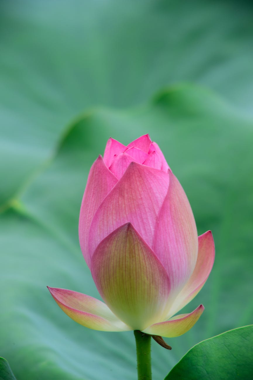 selective focus of pink flower