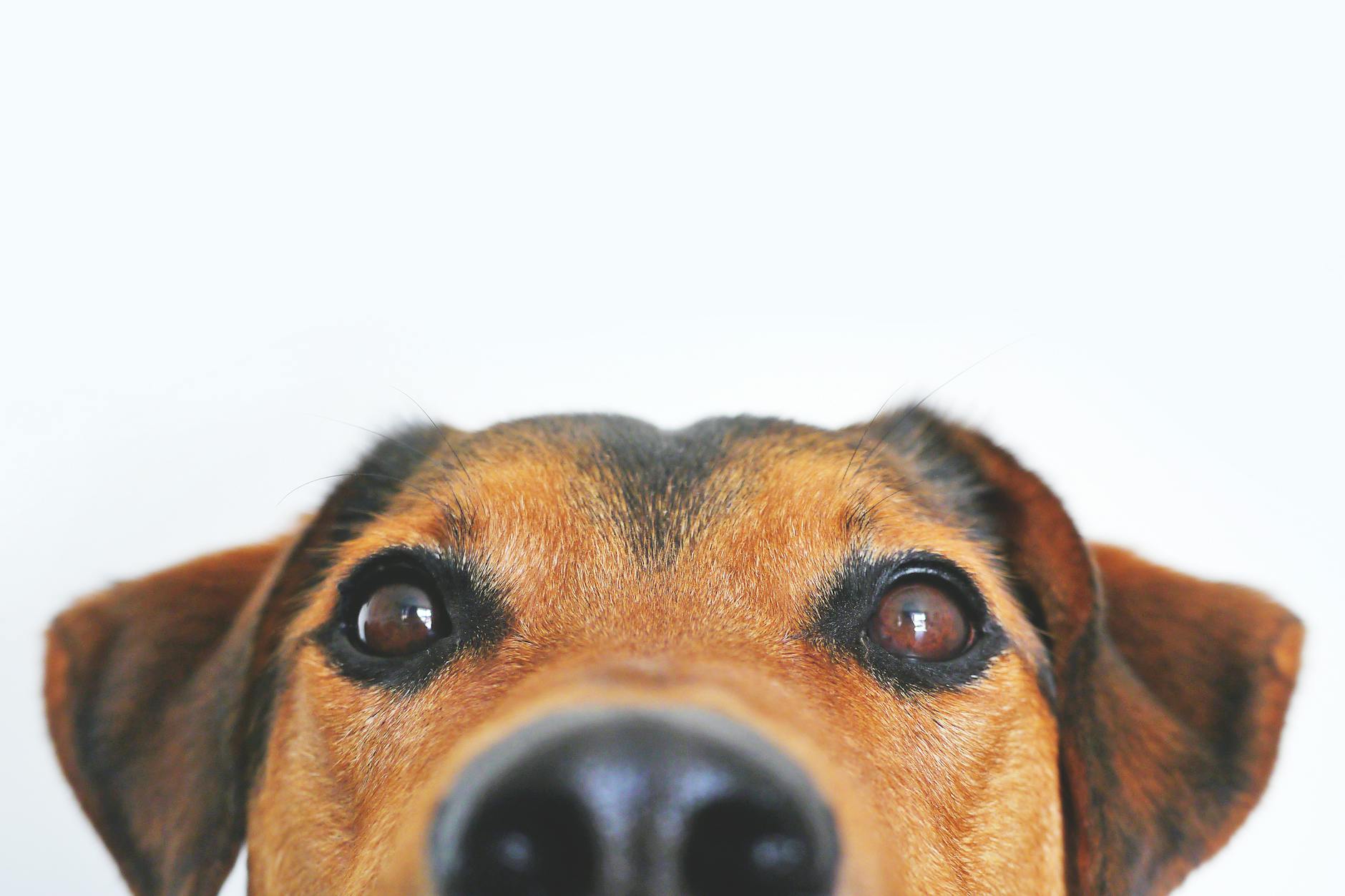 My Life in Dog Years
