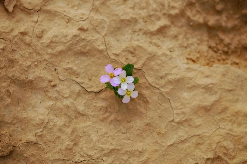 flowers growing on arid soil